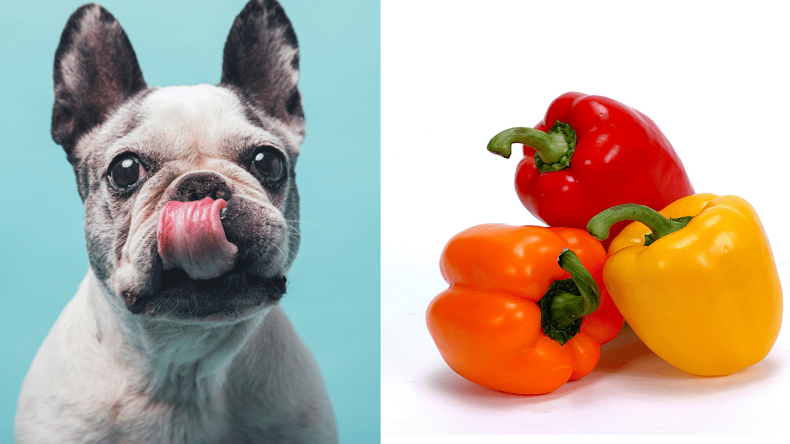 Can dogs eat bell pepper Clearance